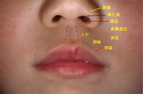 鼻子部位名稱